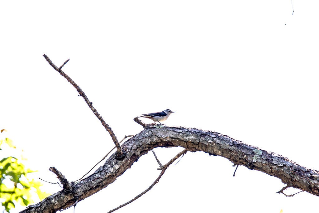 Backyard Birds NH-2110.jpg